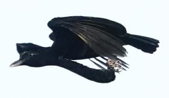 Cephalopterus penduliger