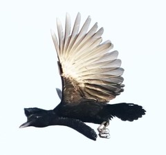 Cephalopterus penduliger