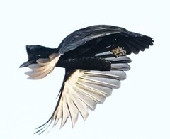 Cephalopterus penduliger