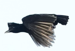 Cephalopterus penduliger