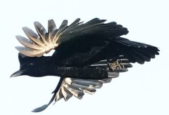 Cephalopterus penduliger