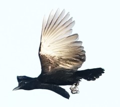 Cephalopterus penduliger