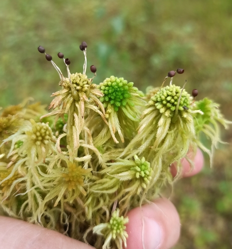 Sphagnum obtusum, 2025-08-07