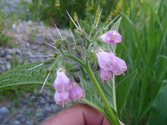 Symphytum officinale