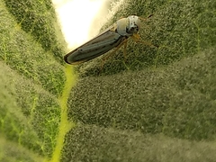 Graphocephala flavovittata