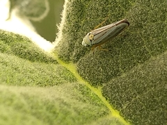 Graphocephala flavovittata