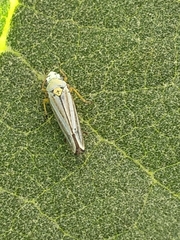 Graphocephala flavovittata