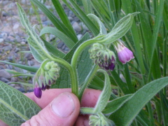 Symphytum officinale