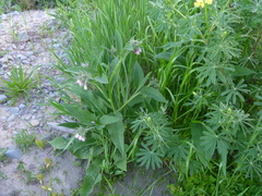 Symphytum officinale