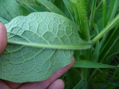 Symphytum officinale