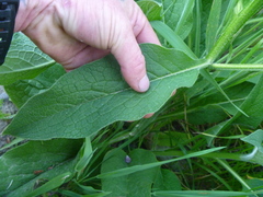 Symphytum officinale