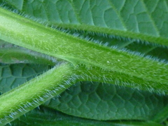 Symphytum officinale