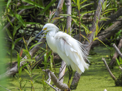 Egretta thula image