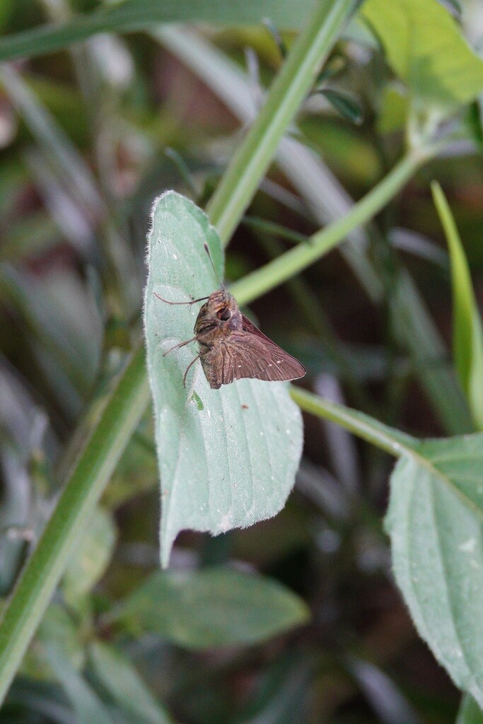 Colon Swift (Caltoris bromus)