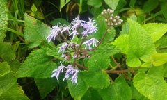 Aristeguietia lamiifolia