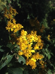 Verbesina oligantha