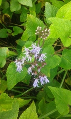 Aristeguietia lamiifolia