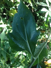 Verbesina oligantha
