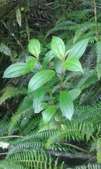 Miconia crocea