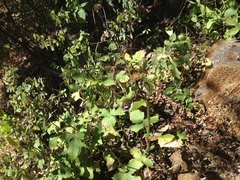 Verbesina pantoptera