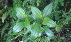 Miconia crocea