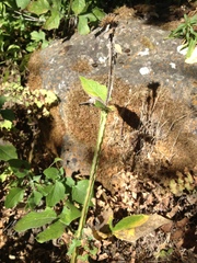 Verbesina pantoptera