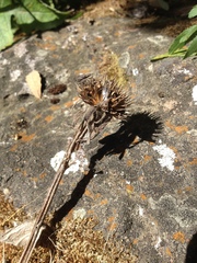 Verbesina pantoptera