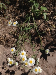 Erigeron delphinifolius