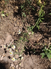 Erigeron delphinifolius