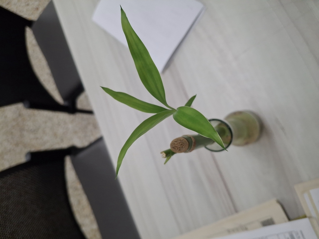 Lucky bamboo plant with green striped leaves