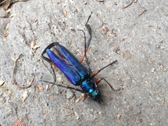 Callichroma holochlorum