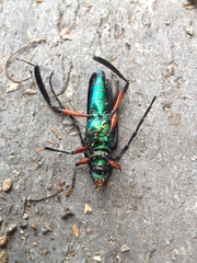 Callichroma holochlorum