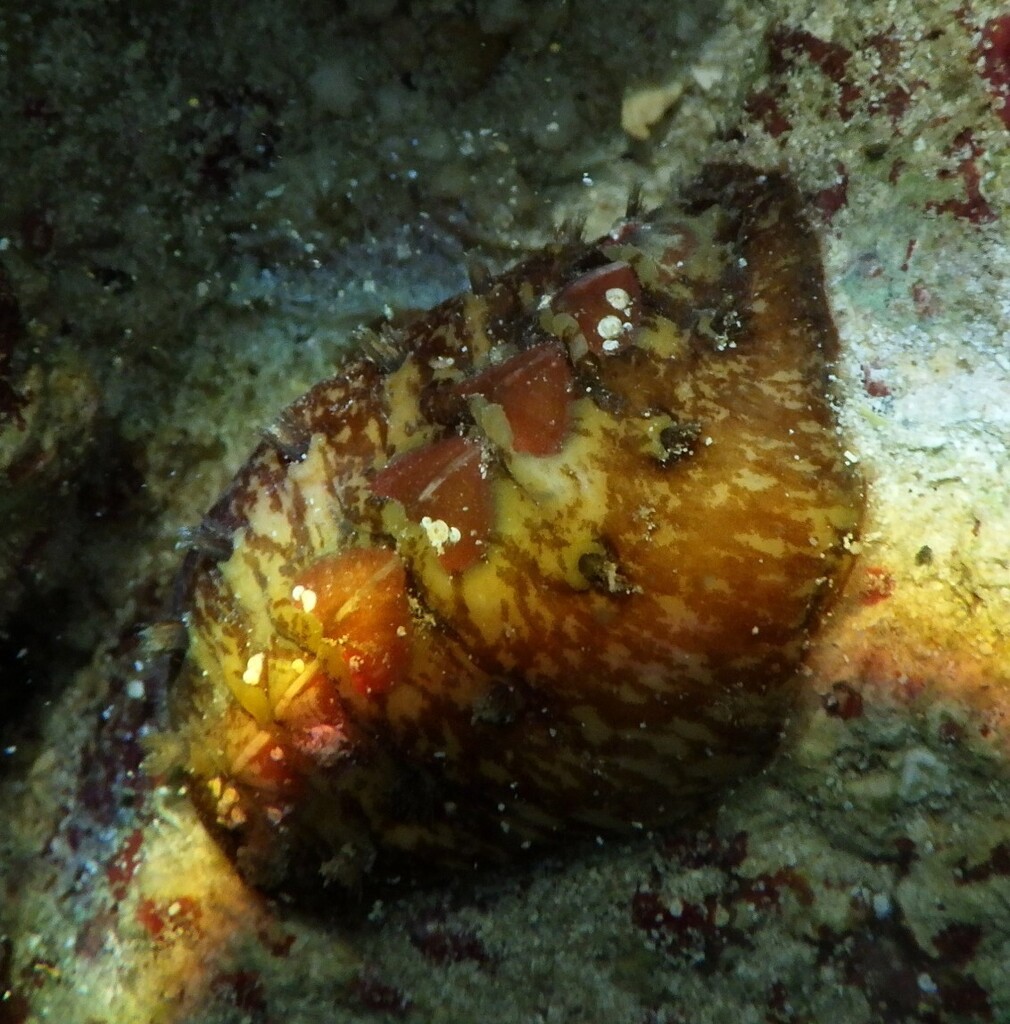 Red Glass-hair Chiton