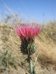 Cirsium arizonicum