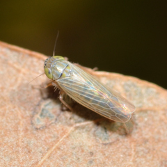 Graminella nigrifrons