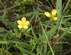 Ranunculus paludosus