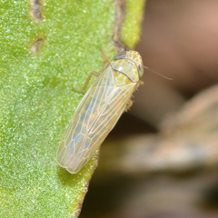 Graminella nigrifrons