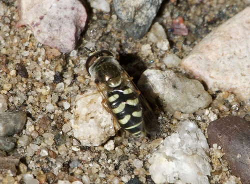 Unknown species found near Pima County, AZ, USA