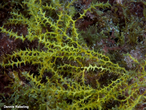 Gongolaria abies-marina observed 2025-10-13