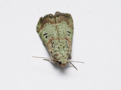 Heteromicta tripartitella