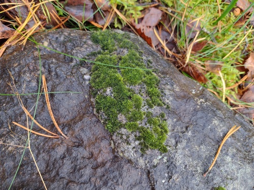 Slender Fringe-moss (Racomitrium sudeticum)