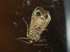Heteromicta tripartitella