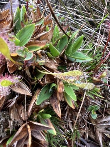 Dichanthelium isachnoides observed 2024-11-07