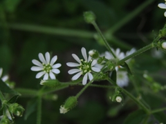 Stellaria cuspidata
