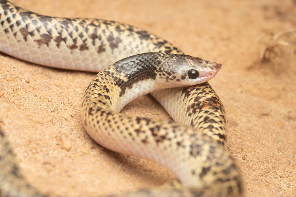 Troschel's Pampas Snake