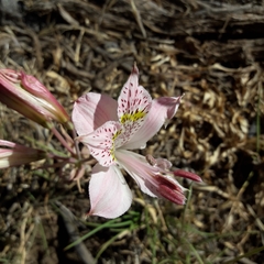 Alstroemeria pallida