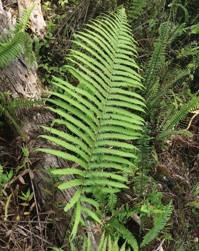 Reholttumia hudsoniana observed 2025-10-13