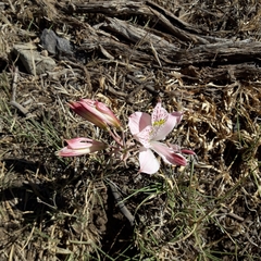 Alstroemeria pallida