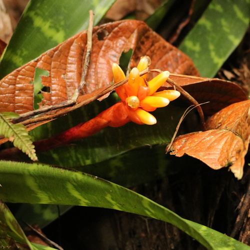 Guzmania musaica (Guzmania musaica)