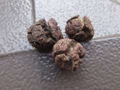 Chamaecyparis obtusa